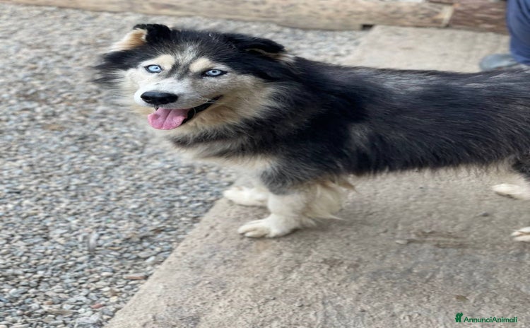 Alaskan Malamute cani - Annuncio 1