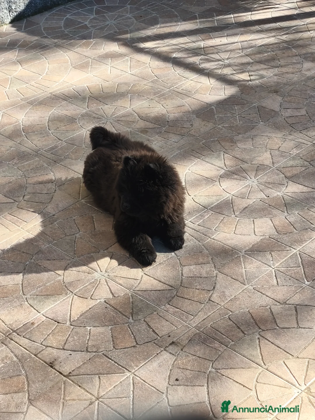 Chow Chow cani in vendita: Cuccioli di chow Chow  a Provincia di Lecce - Annuncio 1