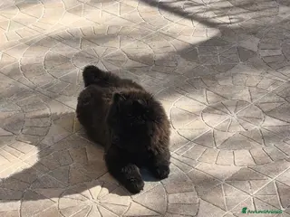 Chow Chow cani Cuccioli di chow Chow - Annuncio 1