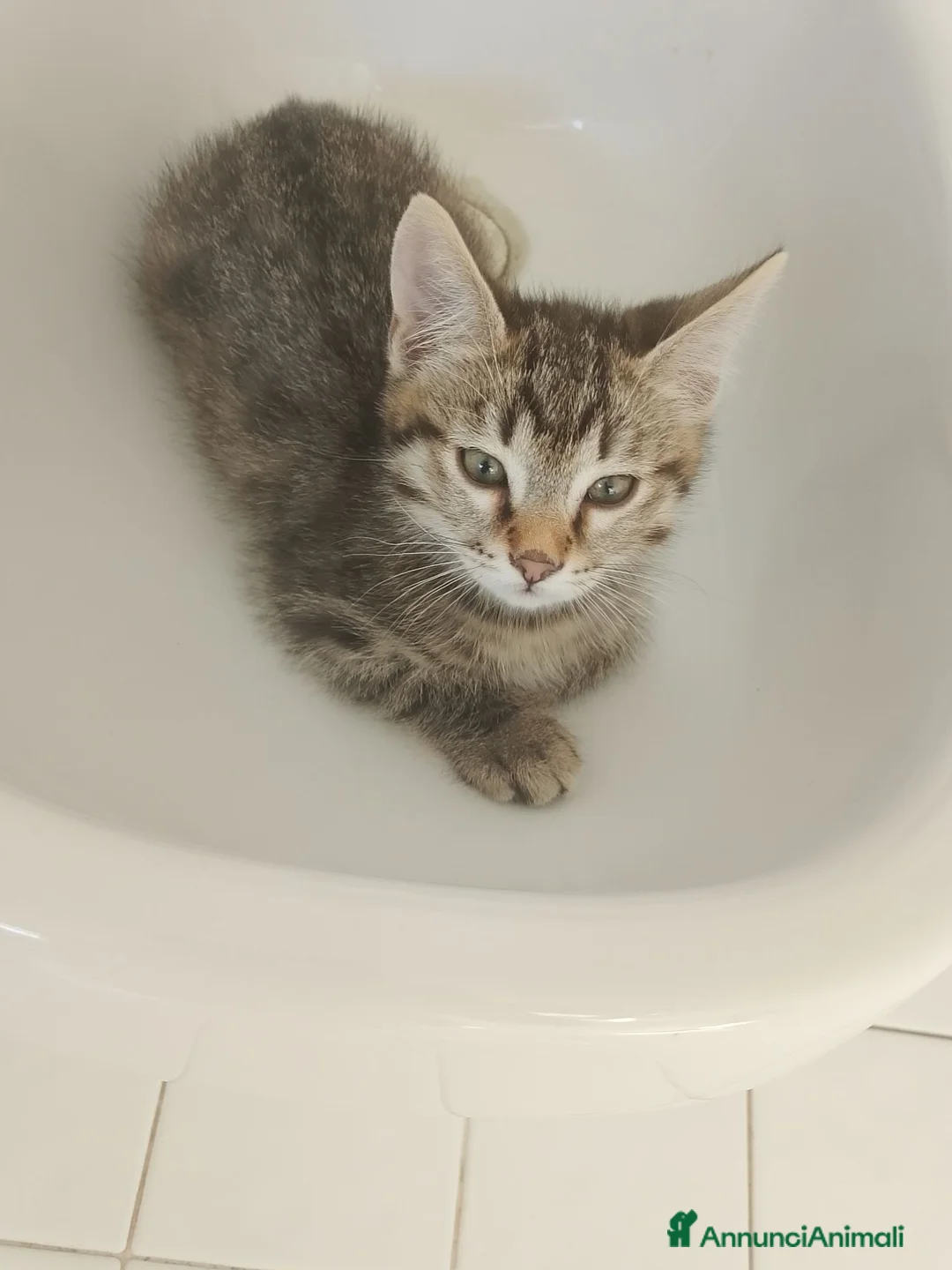 Meticcio gatti in regalo: Gattini  - Annuncio 2