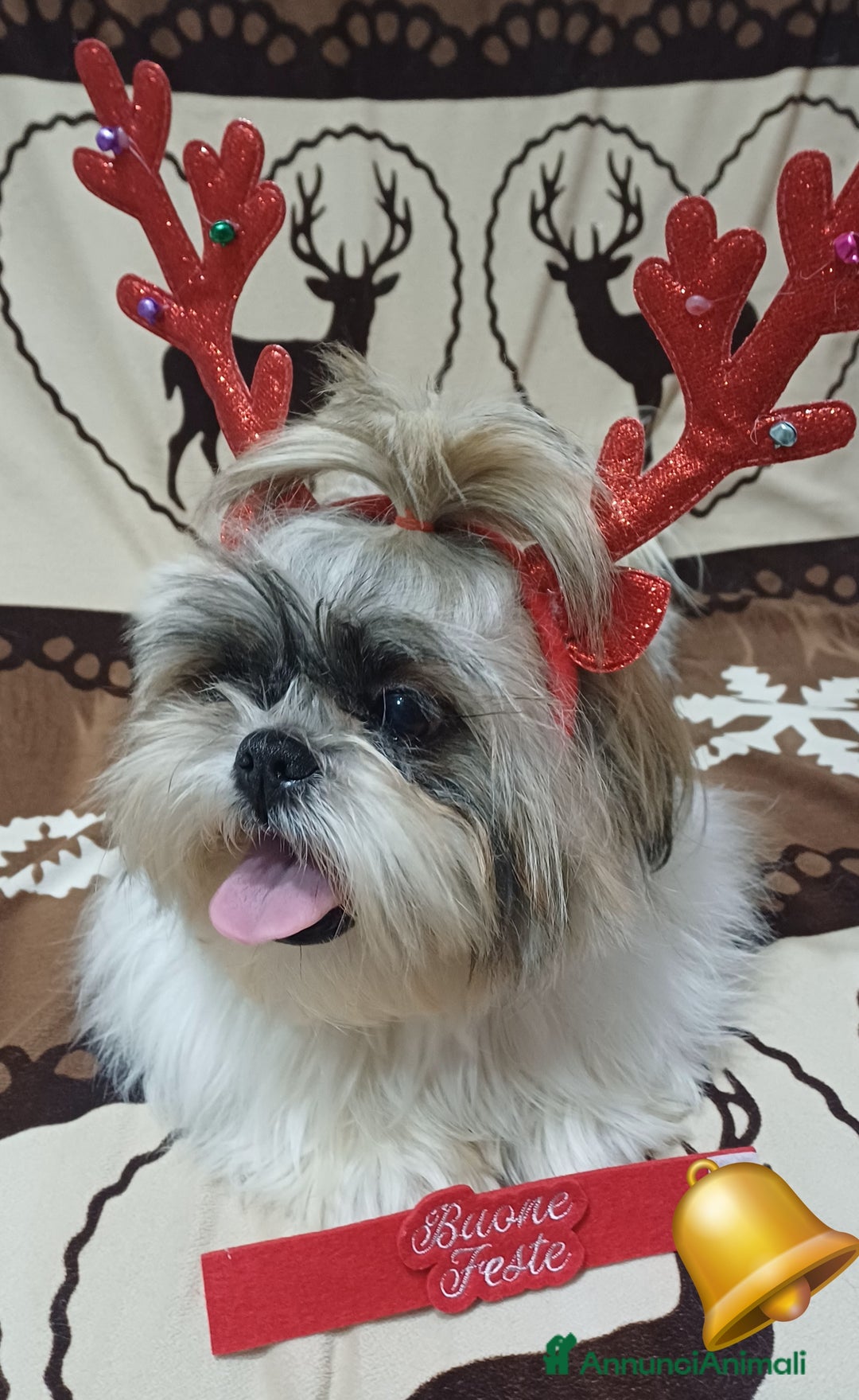 Shih Tzu cani in vendita: Cucciola shih-tzu shitzu shihtzu  - Annuncio 1