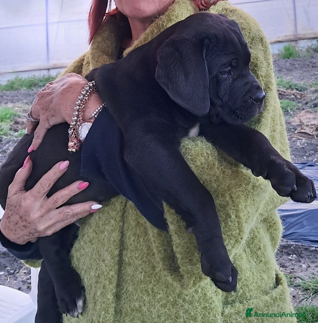 Cane Corso cani in vendita: cuccioli di cane corso  - Annuncio 5