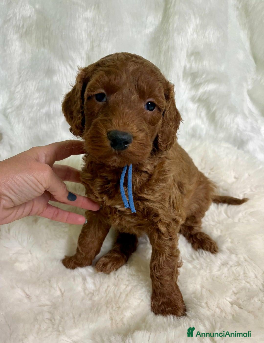 Golden Retriever cani in vendita: Australian Golden DoubleDoodle - Annuncio 13
