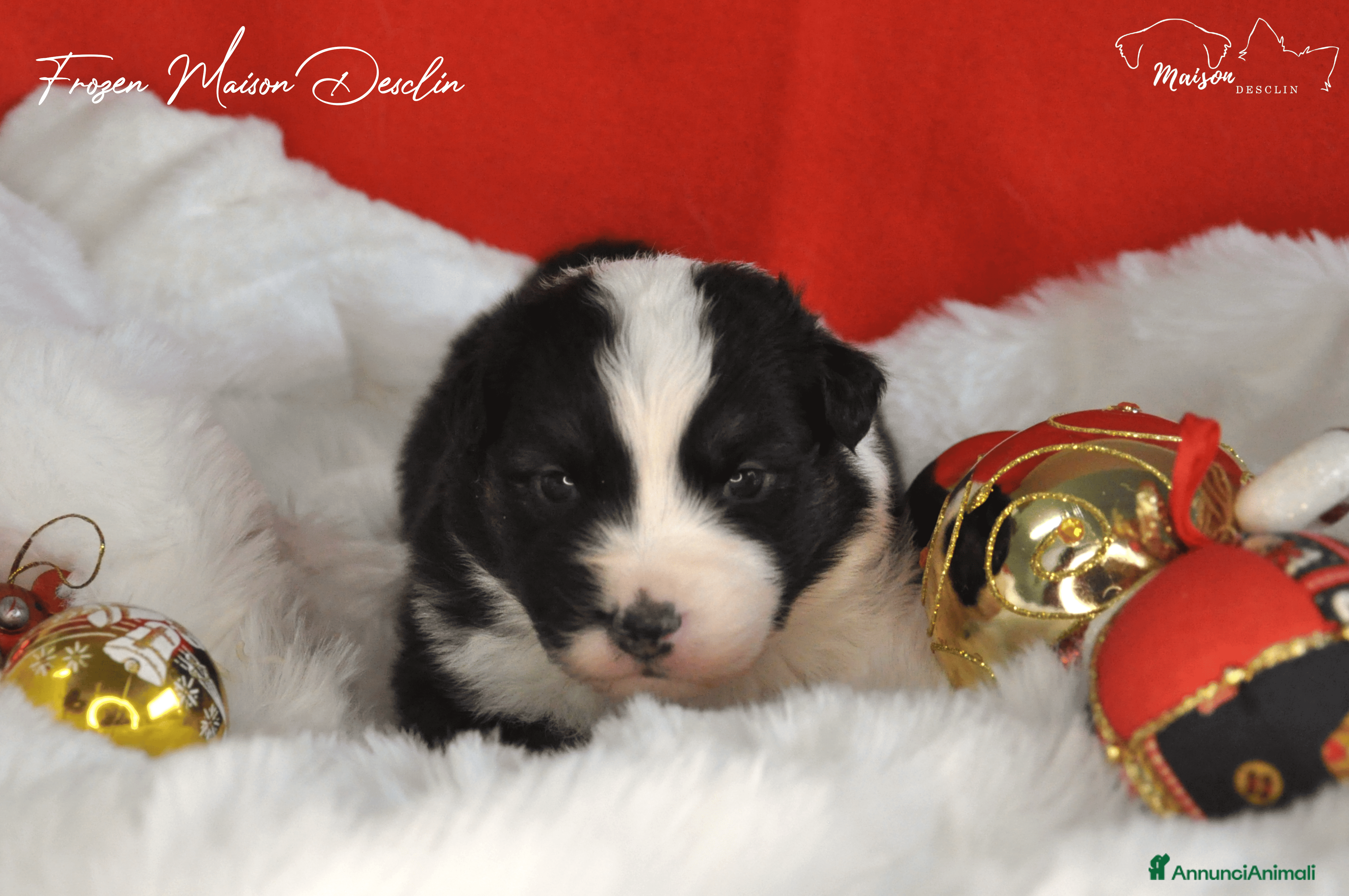 Australian Shepherd cani Cuccioli Australian Shepherd - Annuncio 27