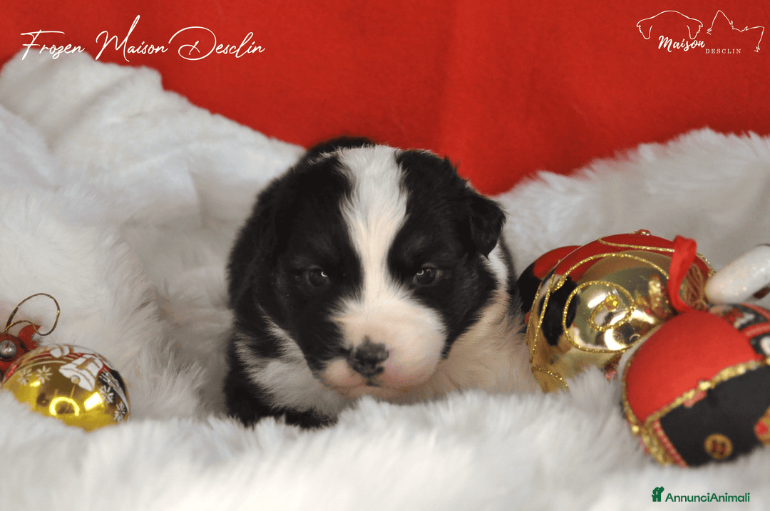 Australian Shepherd cani in vendita: Cuccioli Australian Shepherd - Annuncio 1
