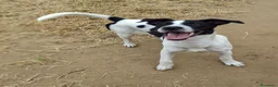 Meticcio cani in regalo: SESAMO 💙 la mascherina da supereroe ce l’ha già a Provincia di Parma - Annuncio 4