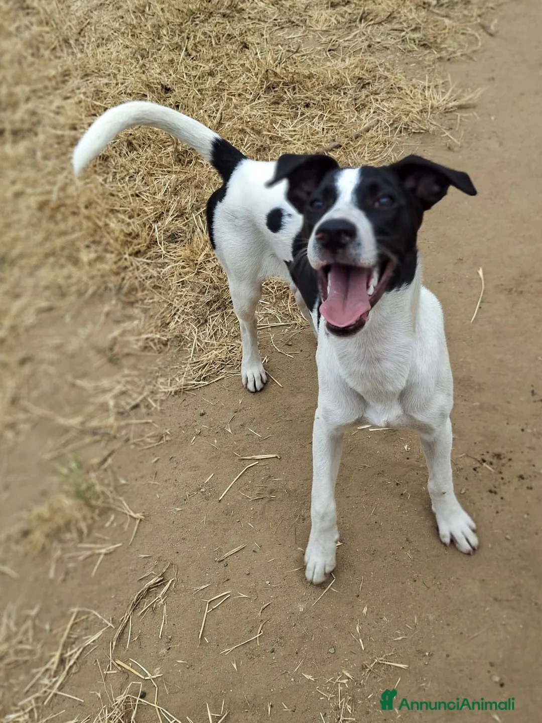 Meticcio cani in regalo: SESAMO 💙 la mascherina da supereroe ce l’ha già a Provincia di Parma - Annuncio 4