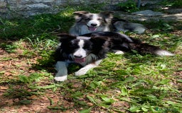 Border Collie cani per accoppiamento: Maschi Border Collie puro per accoppiamento  a Provincia di Varese - Immagine 4