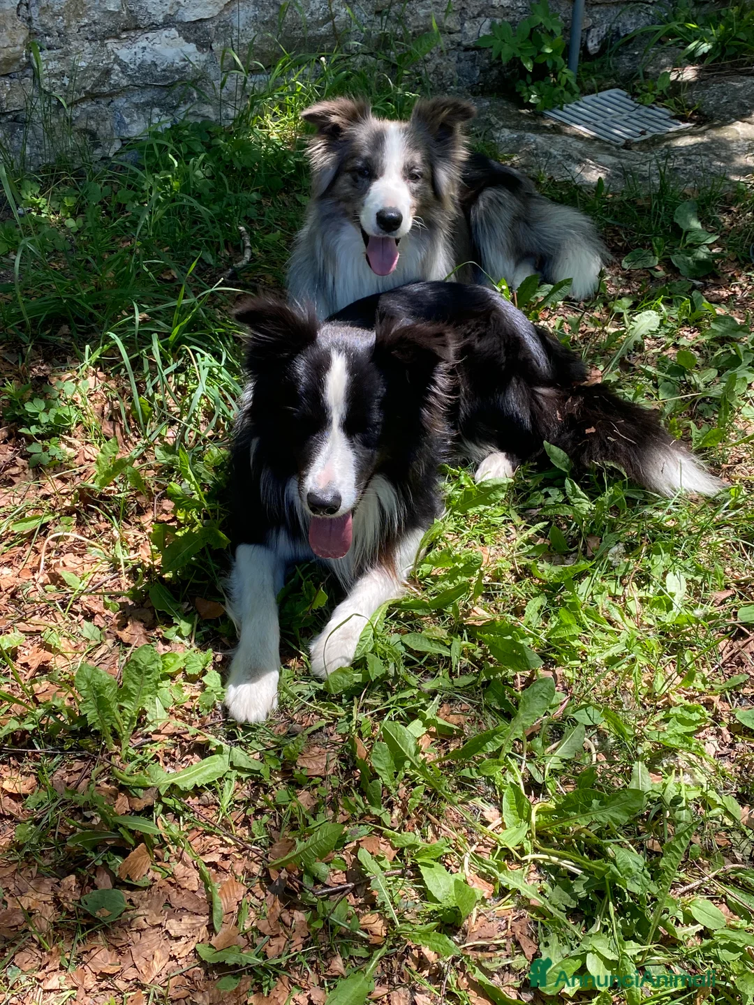Border Collie cani per accoppiamento: Maschi Border Collie puro per accoppiamento  a Provincia di Varese - Annuncio 4
