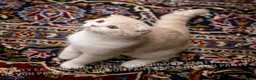 Scottish gatti in vendita: Maschietti Scottish Fold - Annuncio 4