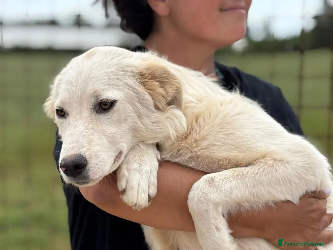 Meticcio cani in regalo: Daniela cucciolotta 10 mesi cerca casa in adozione - Annuncio 4