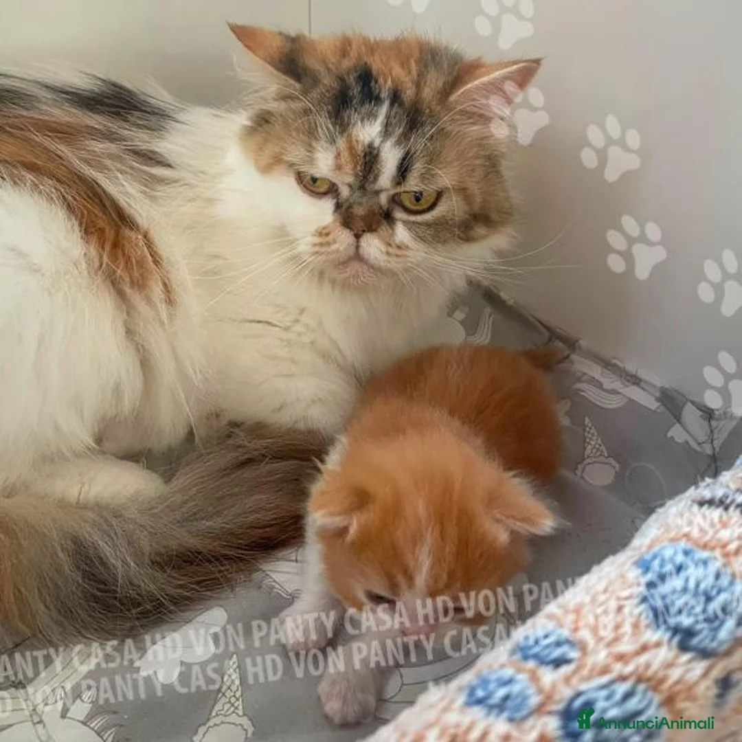 Scottish gatti in vendita: Cuccioli Scottish Highland con Pedigree - Annuncio 2