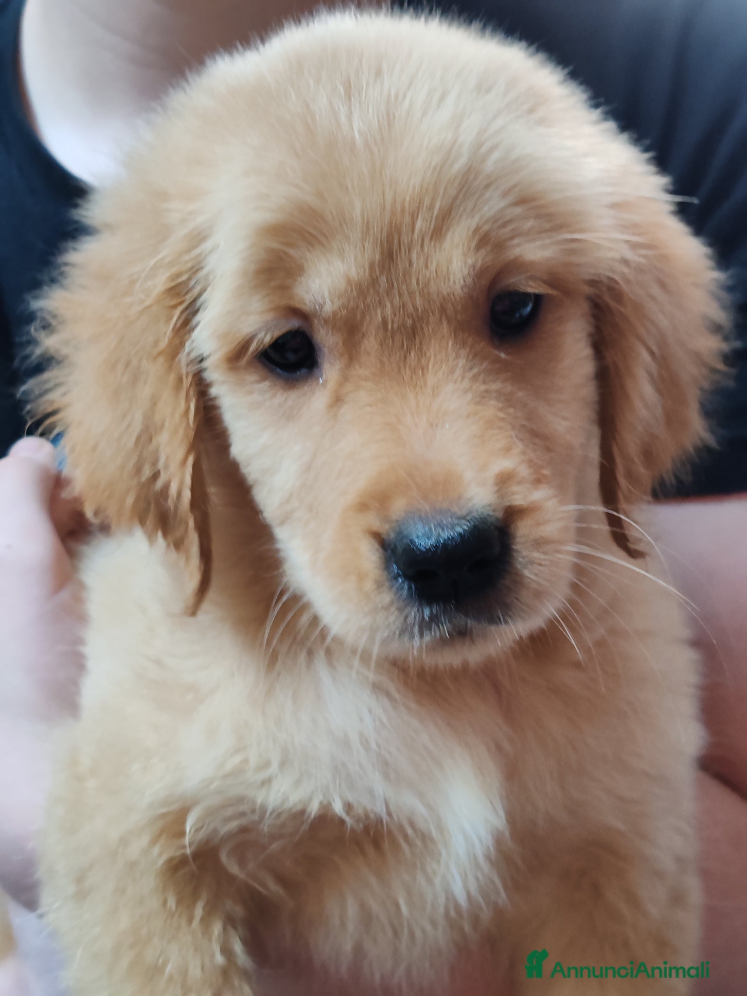 Golden Retriever cani Cuccioli golden retriever  - Annuncio 22