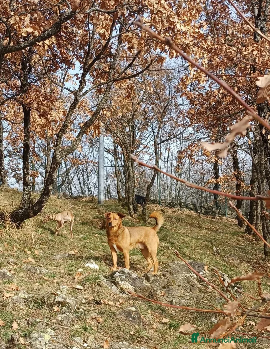 Meticcio cani in regalo: Gunter cerca casa a Città metropolitana di Milano - Annuncio 4