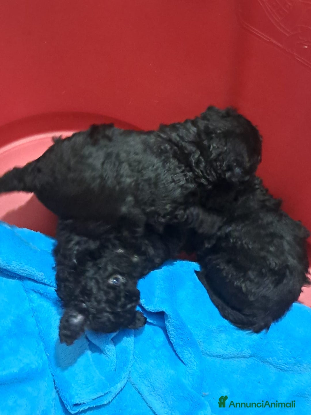 Barboncino cani in vendita: Barboncini nani  - Annuncio 7