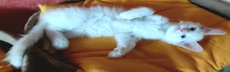 Maine Coon gatti in vendita: Maine coon cucciole Tortie,Red, White - Annuncio 7