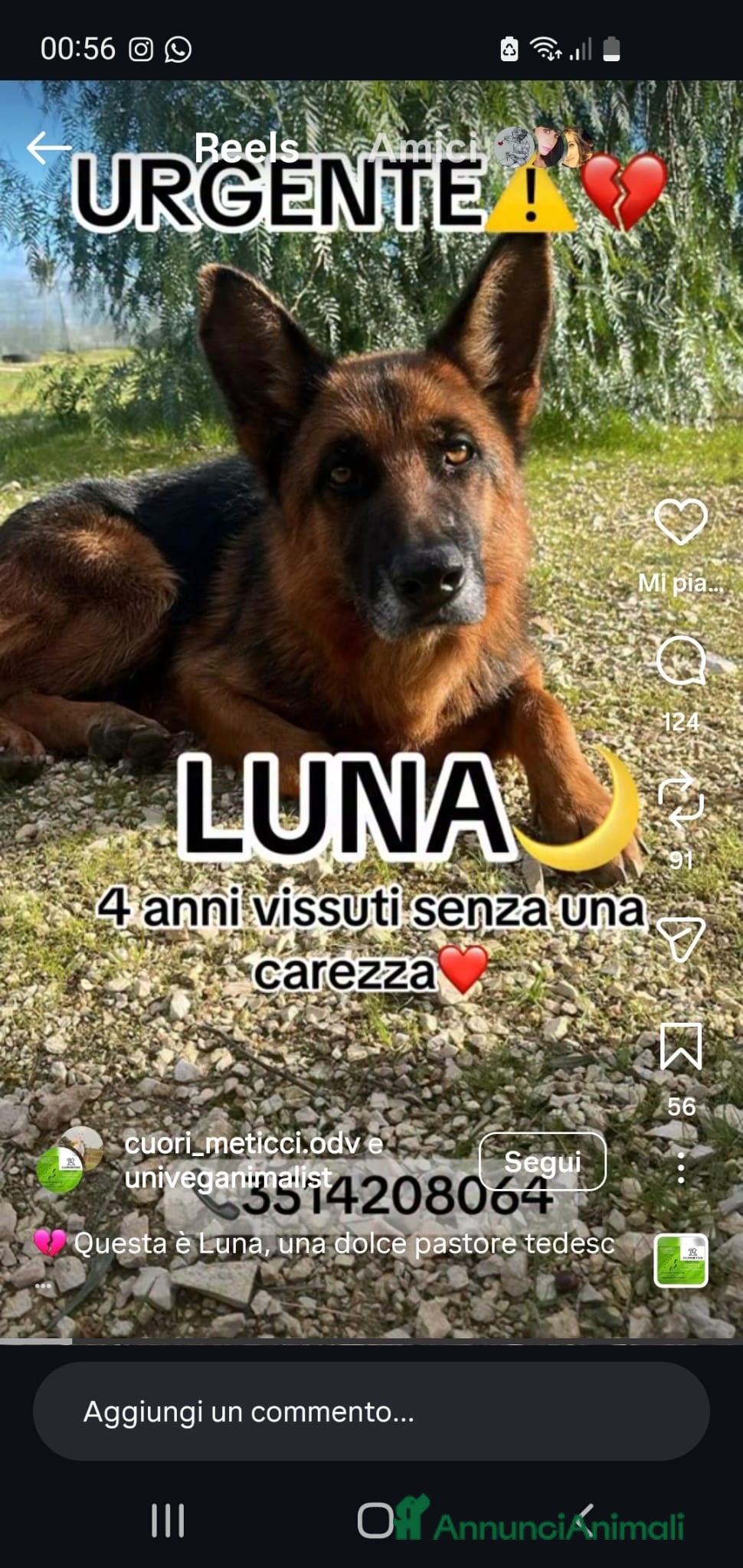 Pastore Tedesco cani ADOZ.DEL💔: abbandonata, legata ad un albero, cm ? - Annuncio 2