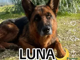 Pastore Tedesco cani ADOZ.DEL💔: abbandonata, legata ad un albero, cm ? - Annuncio 8