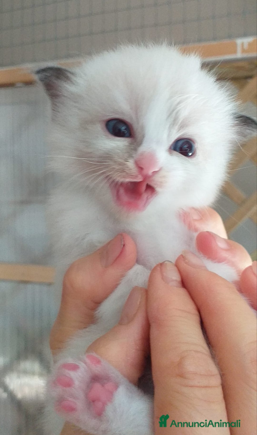 Ragdoll gatti in vendita: Cuccioli Ragdoll a Provincia di Bergamo - Immagine 4