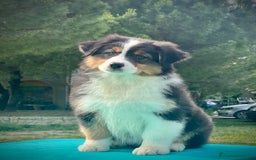 Australian Shepherd cani in vendita: Cuccioli Australian Shepherd con pedigree - Immagine 4