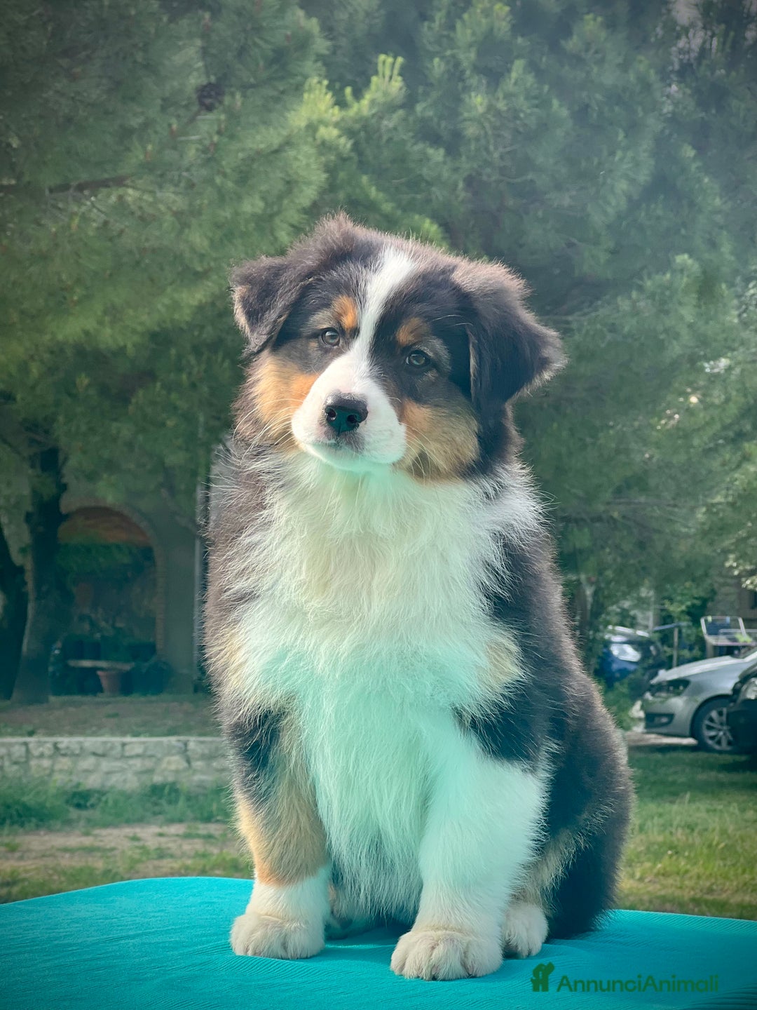 Australian Shepherd cani in vendita: Cuccioli Australian Shepherd con pedigree - Immagine 4