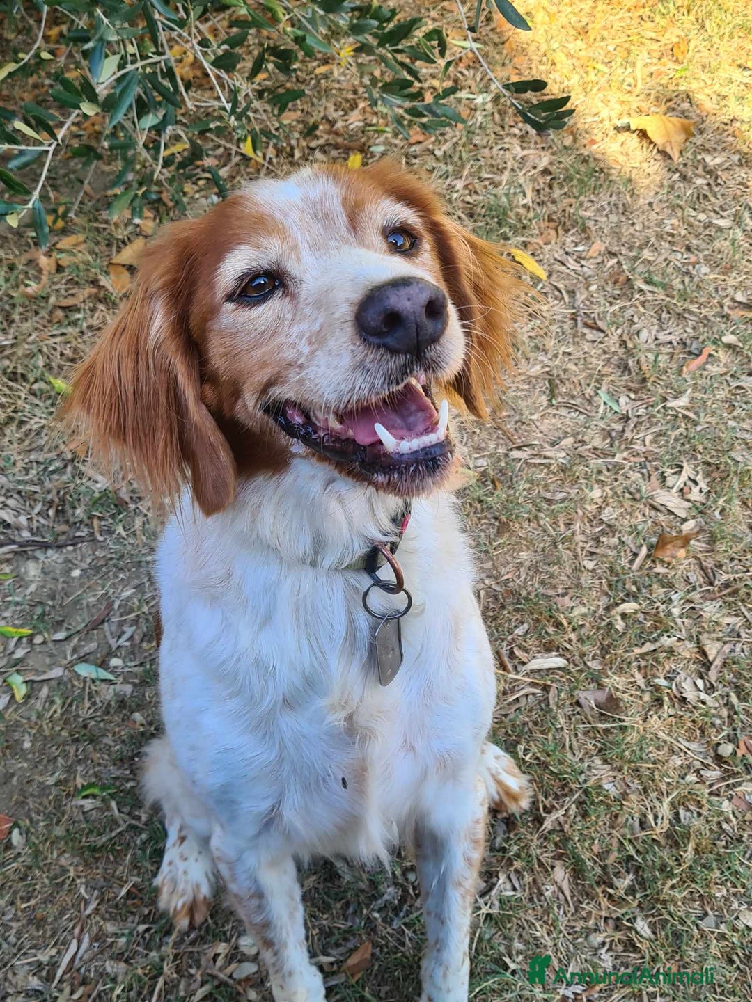 Breton cani in regalo: ETTORE & ACHILLE, fratellini BRETON! a Città Metropolitana di Firenze - Immagine 8