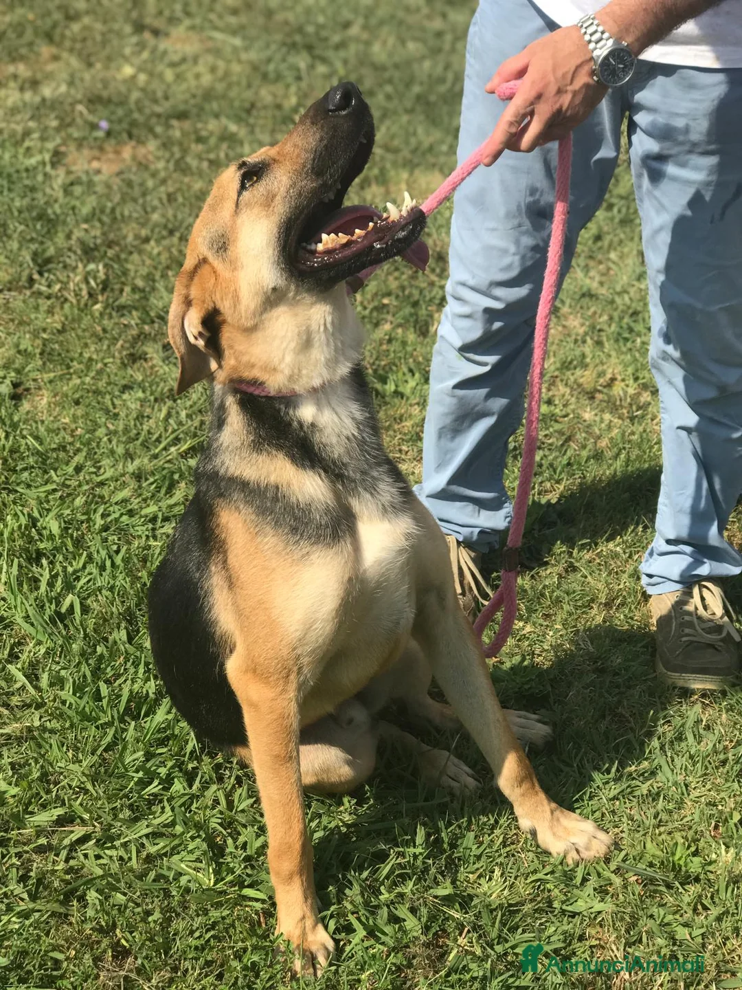 Pastore Tedesco cani in regalo: SEGGHIO meraviglioso derivatopastore tedesco a Provincia di Latina - Annuncio 5