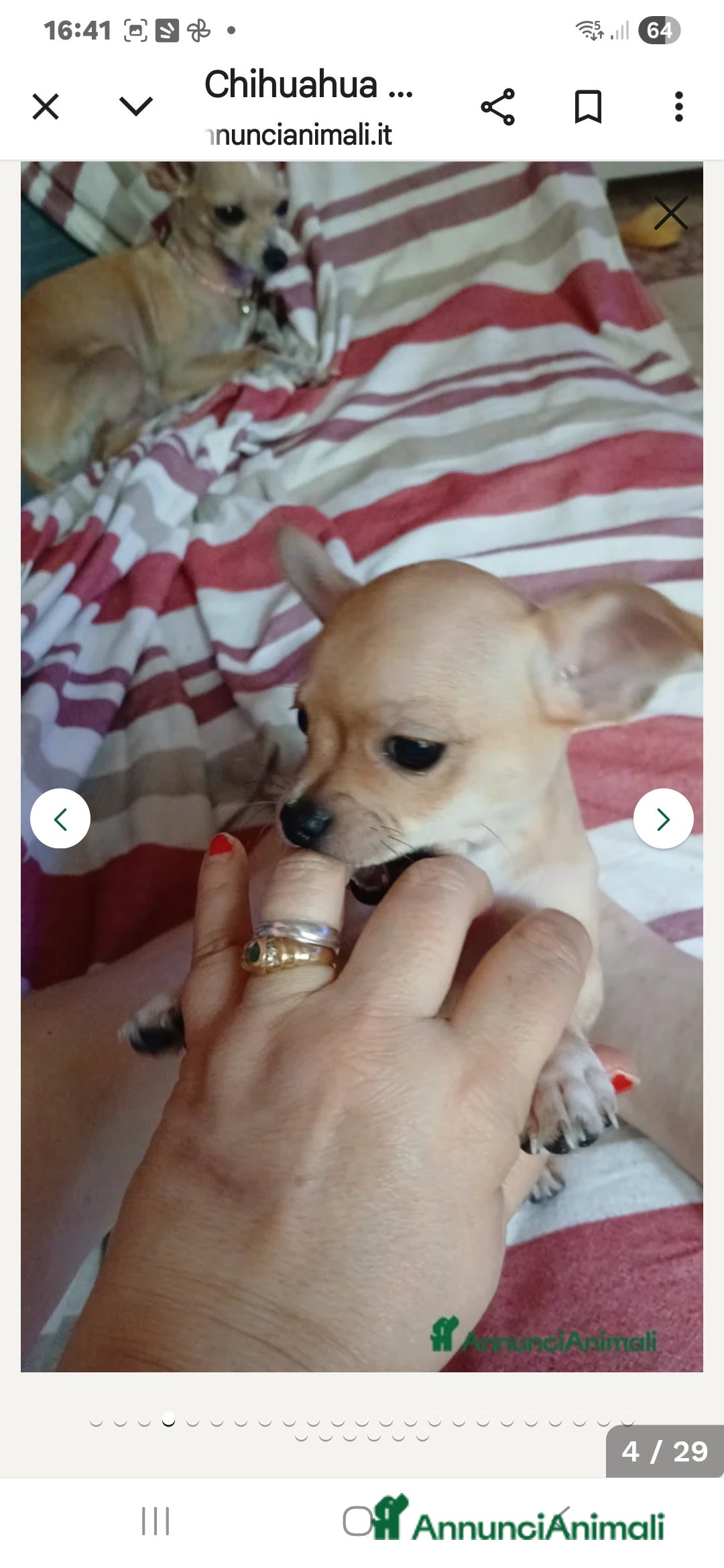 Chihuahua cani in vendita: Cuccioli chihuahua - Annuncio 32