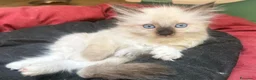 Ragdoll gatti in vendita: Bellissimo cucciolo di ragdoll - Annuncio 10