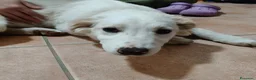 Meticcio cani in regalo: Dolce Eda cerca la sua occasione ❤️ a Provincia di Verona - Annuncio 4