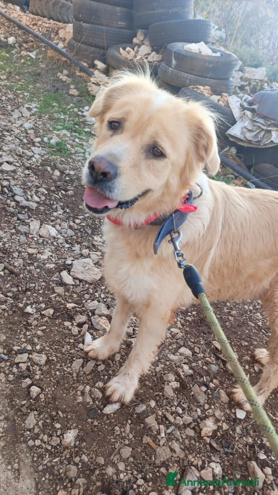 Meticcio cani in regalo: River, Simil Golden Retriever da adottare - Annuncio 2