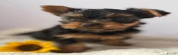 Yorkshire cani in vendita: Yorkshire Terrier  a Libero consorzio comunale di Agrigento - Annuncio 5