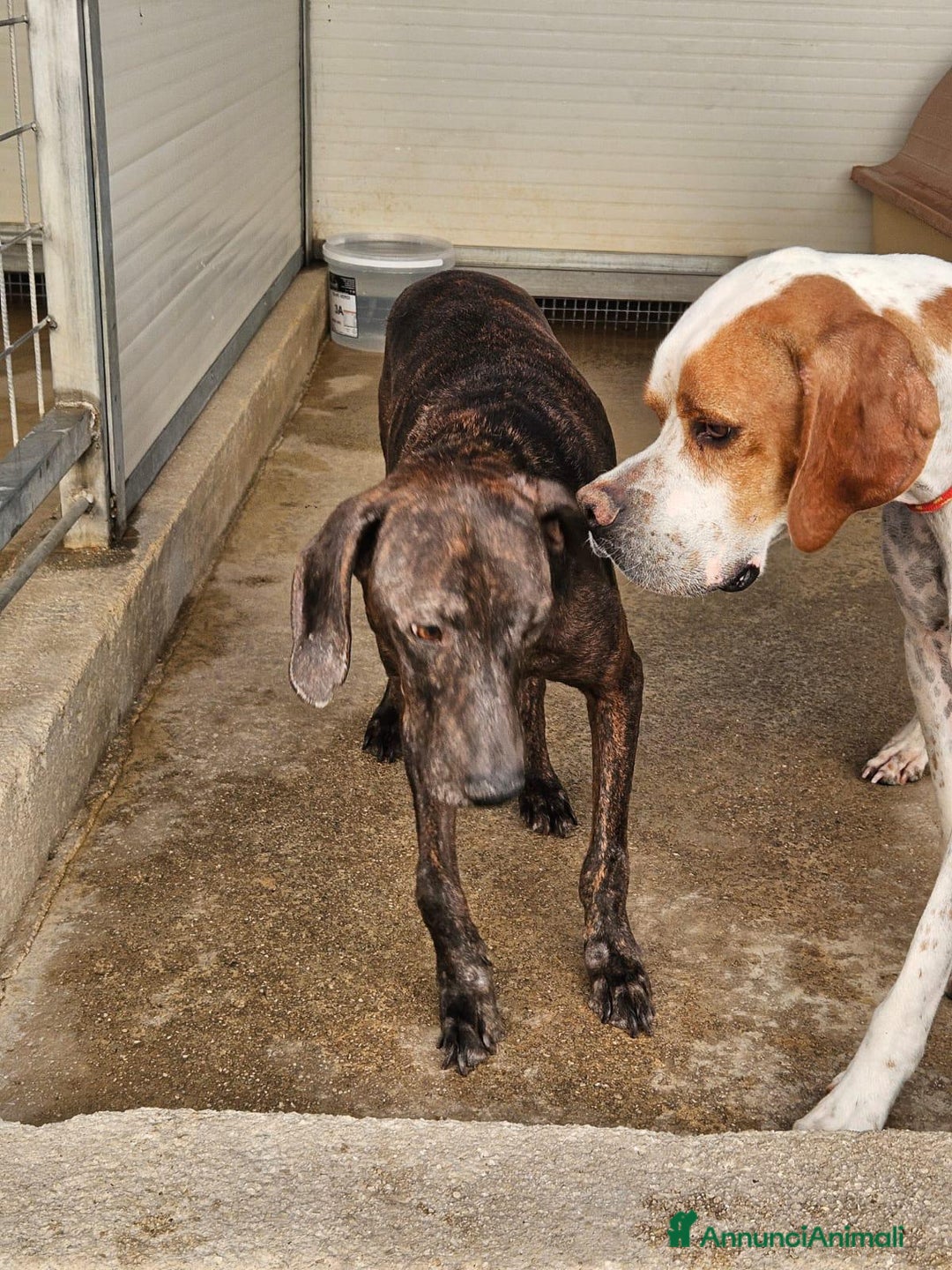 Bracco cani in regalo: Michele: adozione del cuore - Annuncio 6