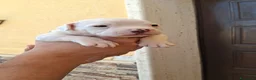 Bulldog cani in vendita: Cuccioli di bulldog americano  a Libero consorzio comunale di Agrigento - Annuncio 16
