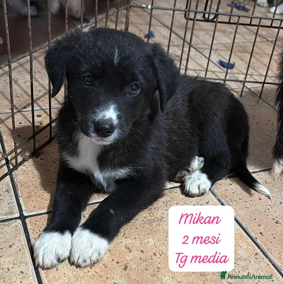 Meticcio cani in regalo: Tanti bellissimi cuccioli da salvare  - Annuncio 7