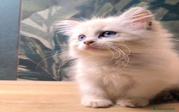 Ragdoll gatti in vendita: Cucciola Ragdoll - Immagine 1