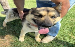 Pastore Tedesco cani in regalo: David Bowie strepitoso pastore tedesco a Provincia di Latina - Immagine 8
