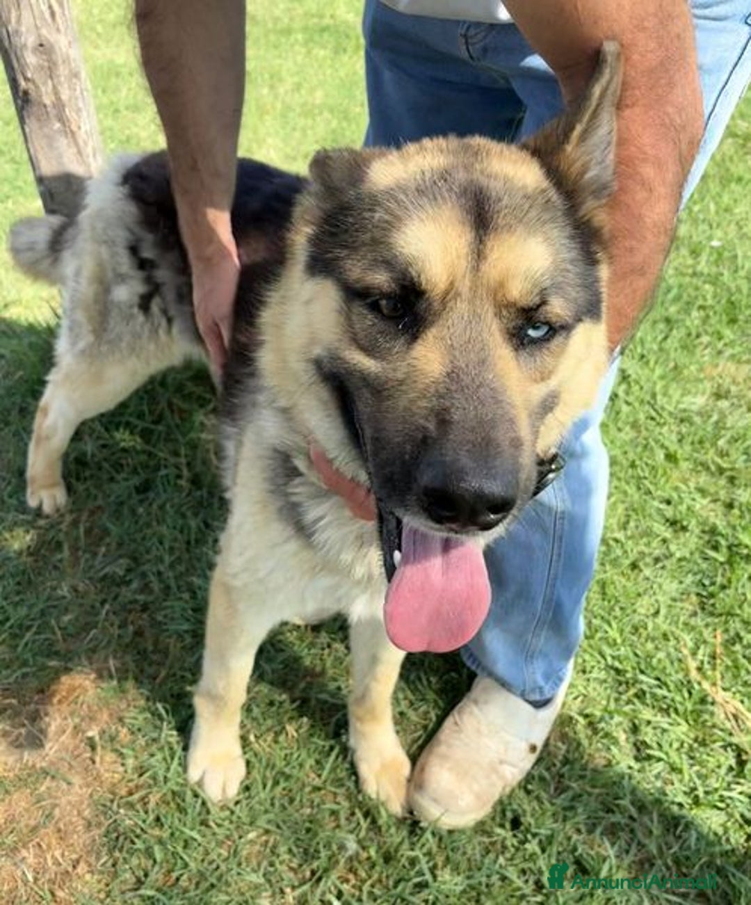 Pastore Tedesco cani in regalo: David Bowie strepitoso pastore tedesco a Provincia di Latina - Immagine 8