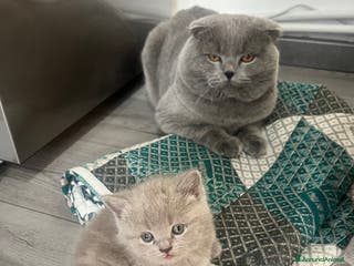 Scottish gatti Gattini schottish - Annuncio 1