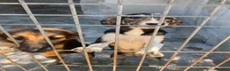 Meticcio cani in regalo: Asia e India cucciole docili e sensibili a Città metropolitana di Milano - Annuncio 7