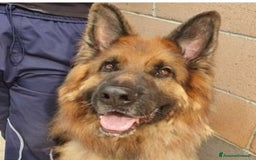 Pastore Tedesco cani in regalo: Pastore Tedesco pelo lungo 8anni salito a MILANO a Città Metropolitana di Milano - Annuncio 4