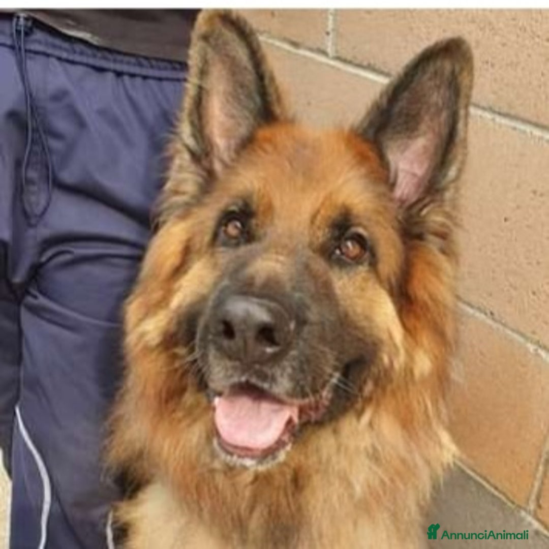 Pastore Tedesco cani in regalo: Pastore Tedesco pelo lungo 8anni salito a MILANO a Città Metropolitana di Milano - Annuncio 4