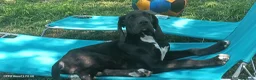 Alano cani in vendita: Cucciole di Alano  - Annuncio 4