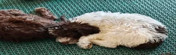 Lagotto cani in vendita: Lagotto romagnolo con pedigree 3 mesi - Annuncio 3
