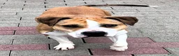 Meticcio cani in regalo: GOLD BELLISSIMO AMSTAFF - Annuncio 2