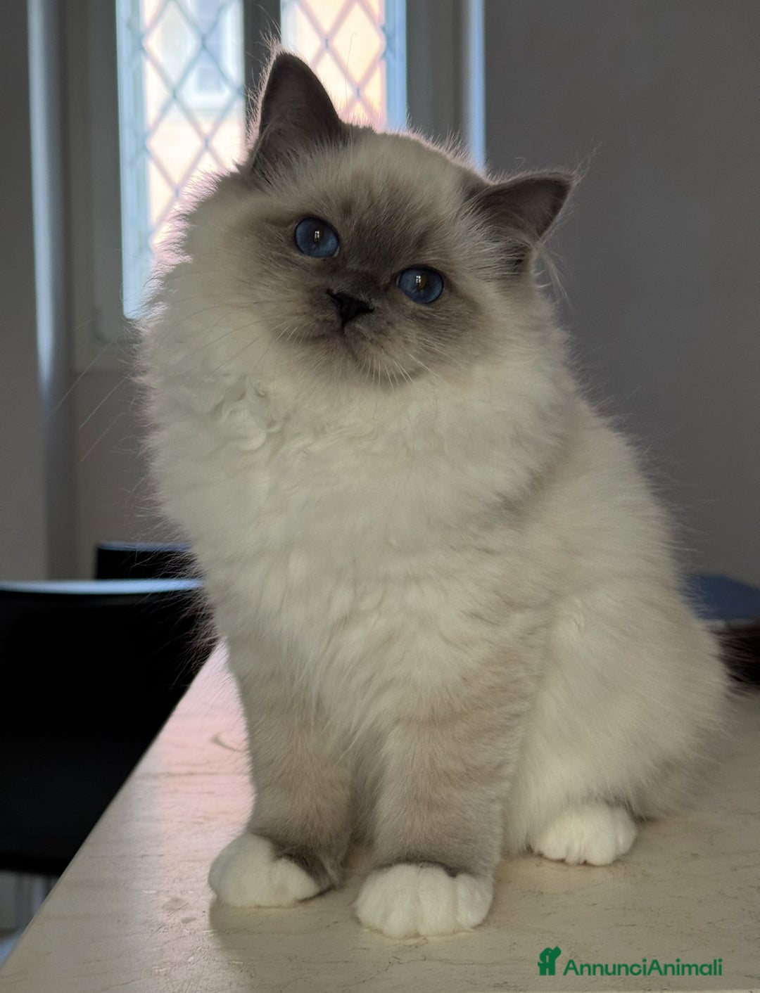 Sacro di Birmania gatti in vendita: Femmina Sacro di Birmania disponibile subito - Annuncio 4