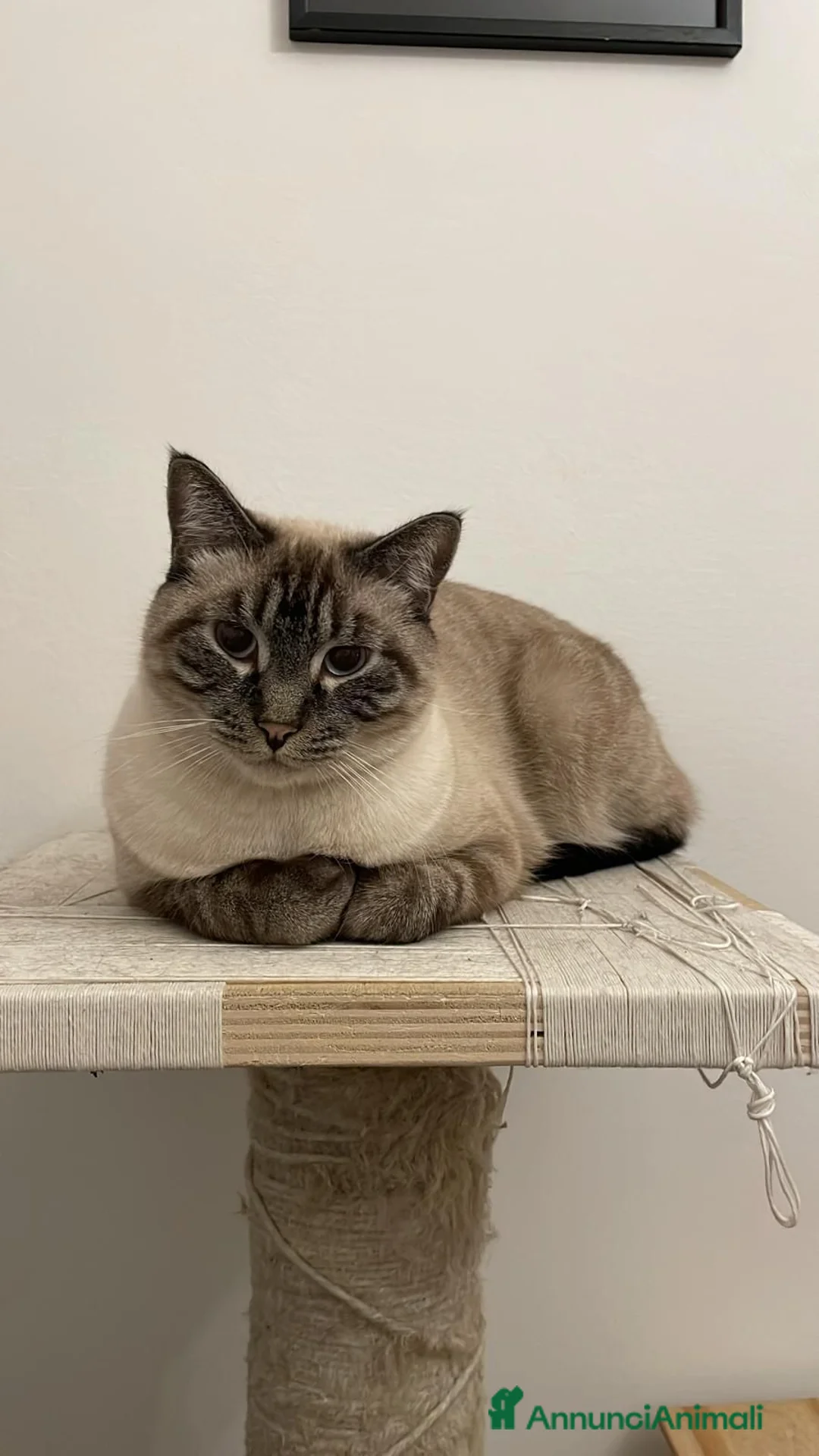 Meticcio gatti in regalo: SIMBA E MEI .. MICI di 5 anni  - Annuncio 1