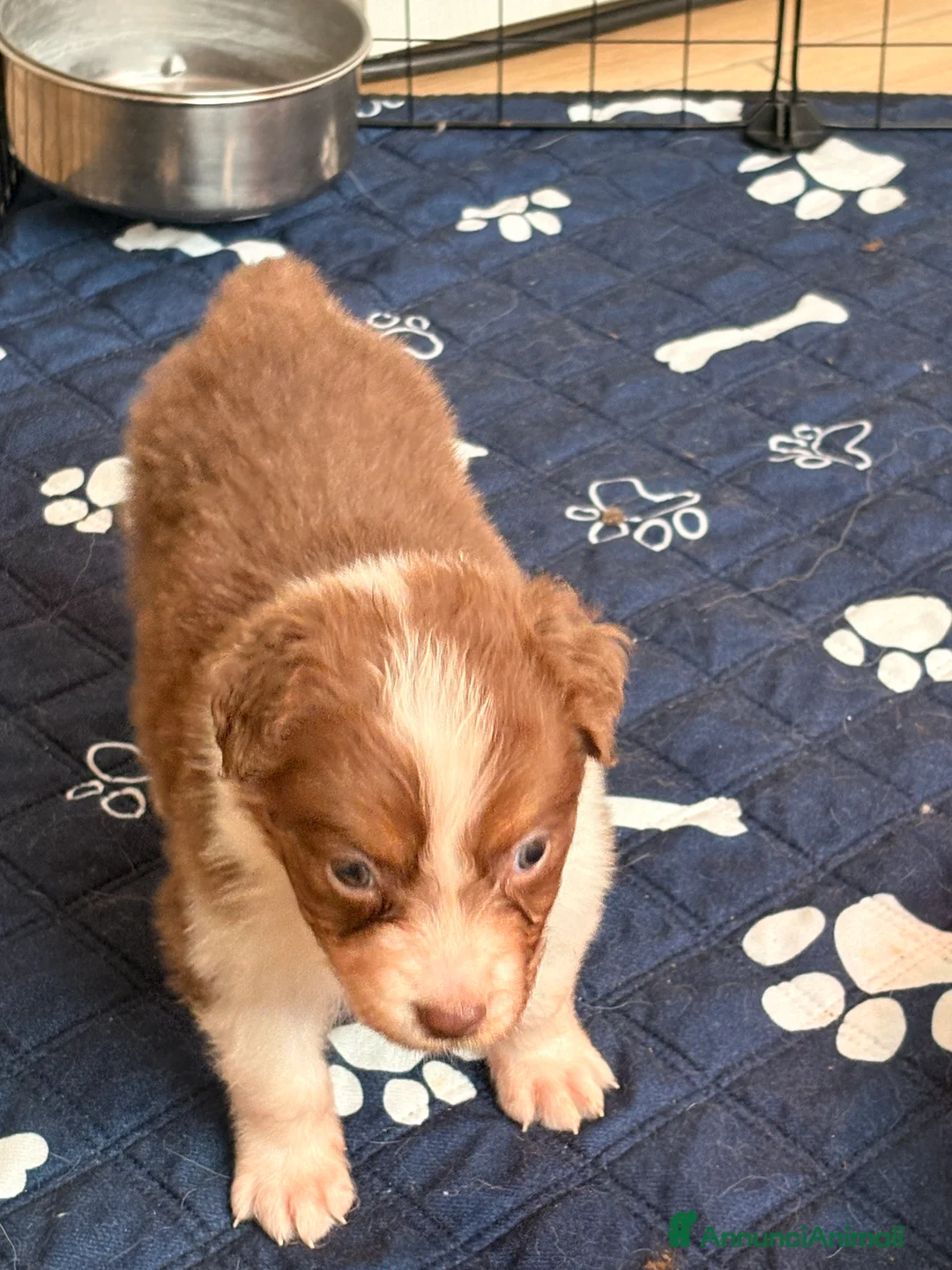 Australian Shepherd cani in vendita: Ultimo cucciolo - Annuncio 15