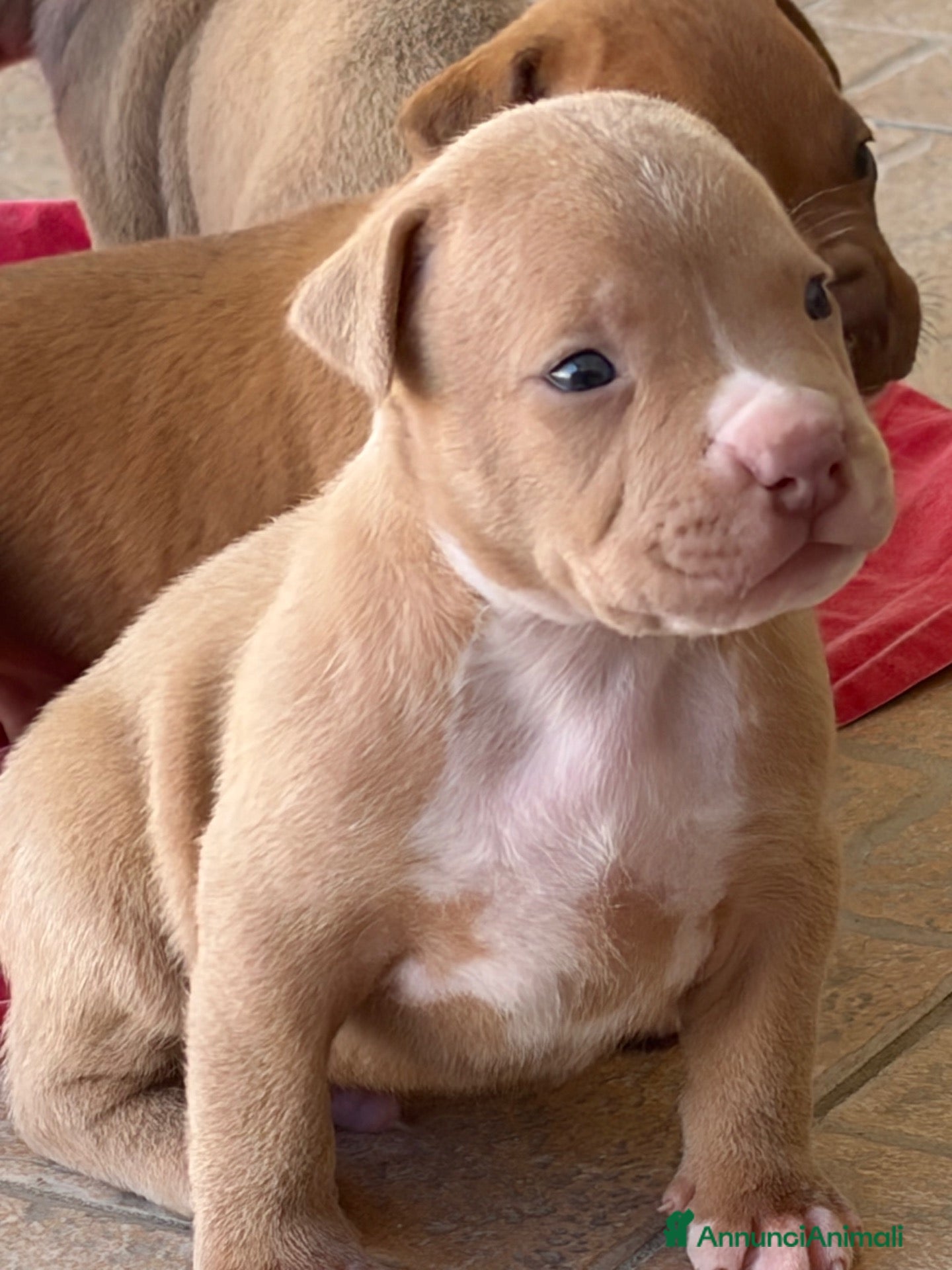 Pitbull cani Vendesi cuccioli American Pitbull Terrier  - Annuncio 3