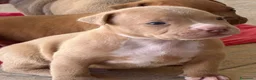 Pitbull cani in vendita: Vendesi cuccioli American Pitbull Terrier  a Città metropolitana di Palermo - Annuncio 1